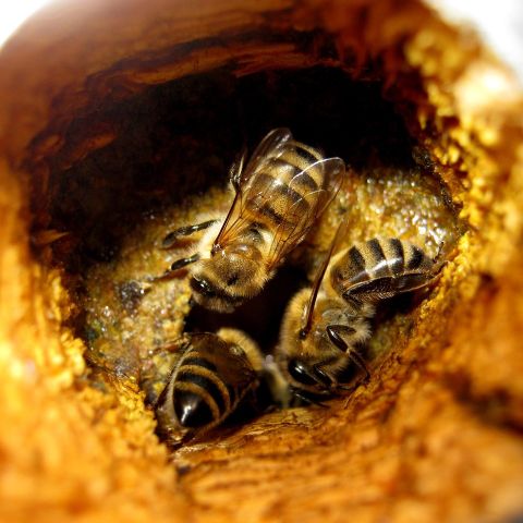 Propolis Damlası