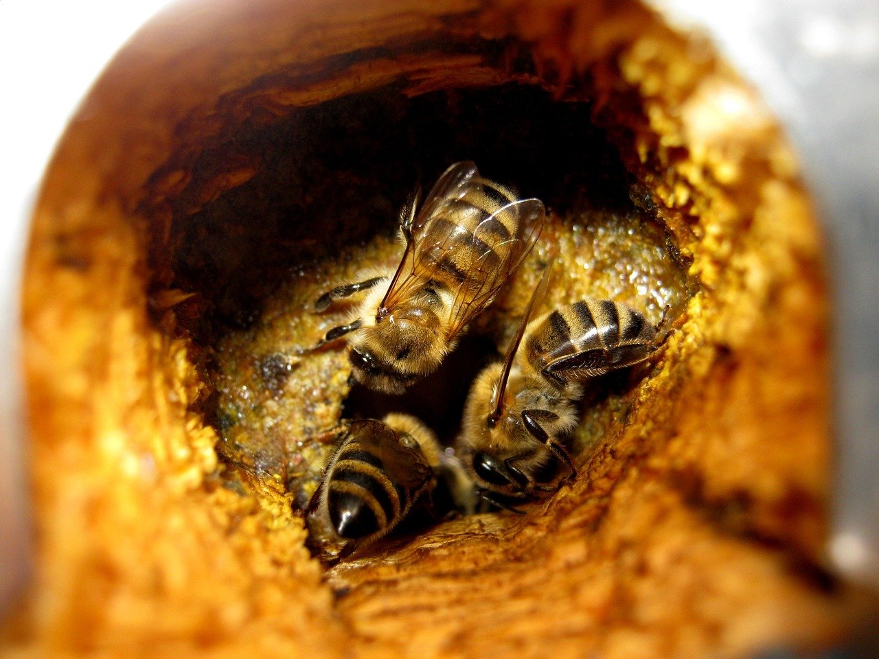 Propolis Damlası