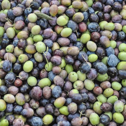 Gemlik Salamura Siyah Zeytin
