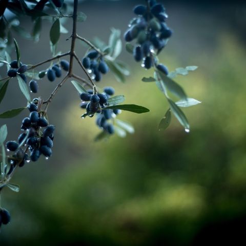 Kırma Yeşil Zeytin
