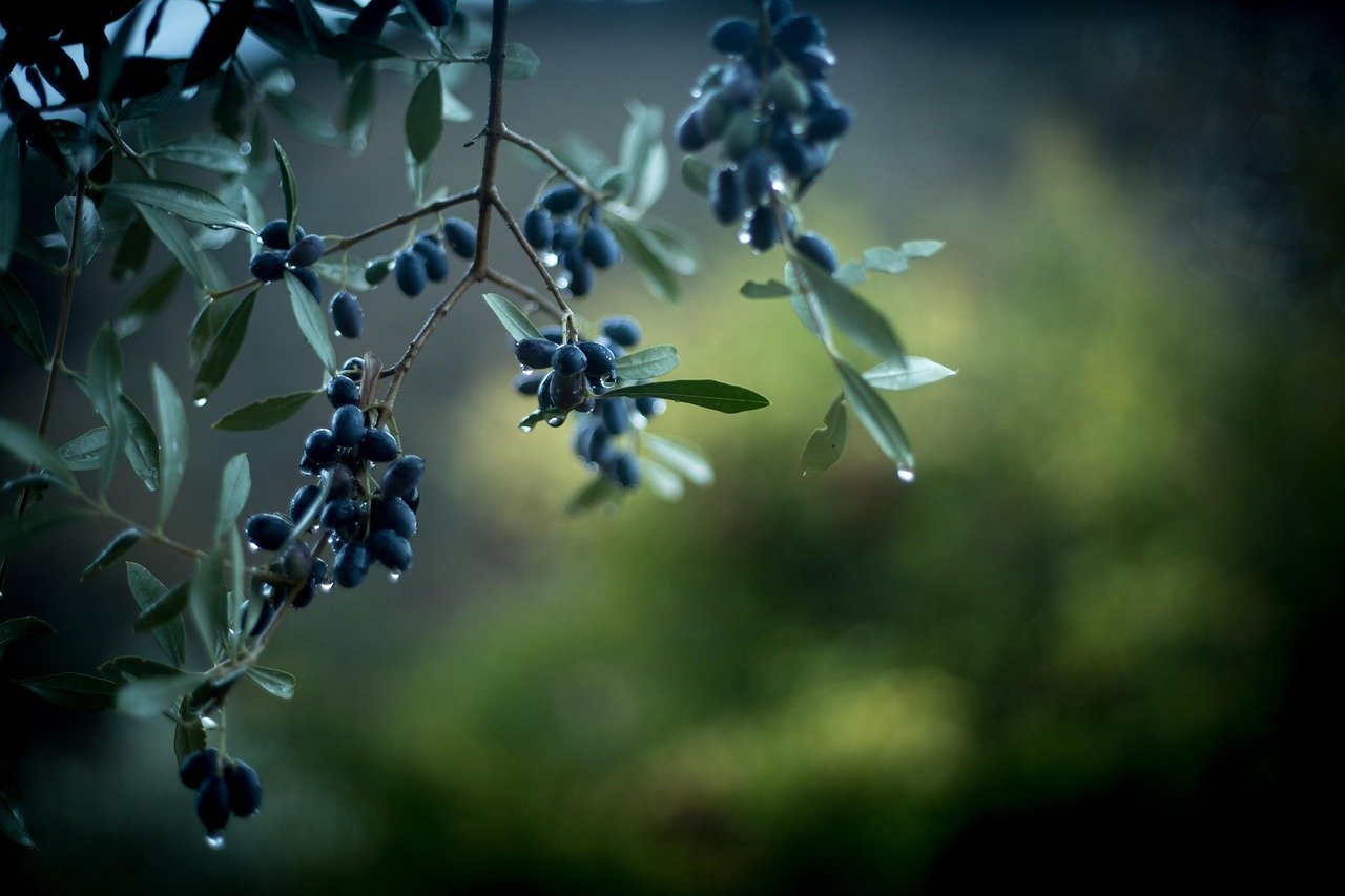Kırma Yeşil Zeytin
