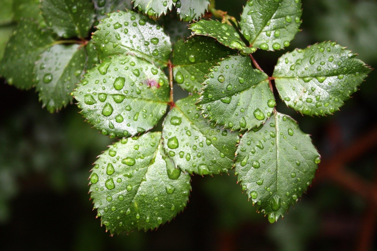 Gül Suyu